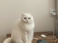 Ücretsiz scottish fold Eyes 3,5 yaş
