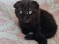 Scottish Fold Kara Kızımız