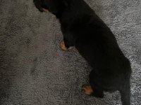 Safkan uyguna doberman köpeği