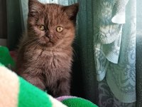 Siyah ve kahverengi british shorthair
