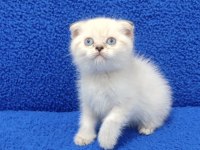Mavi Boncuk Teslime Hazırdır Scottish Fold