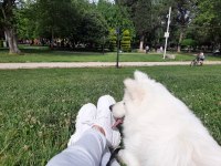 8 aylık erkek samoyed