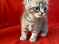 6 adet bi color silver shaded ve silver point kedimiz
