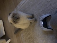 Scottish fold blue point
