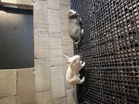 Çok acil iki adet tavşan