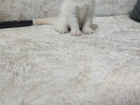Kaliteli British Shorthair