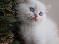 British shorthair golden point erkek