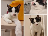Sımsıcak yüreği olan bir dişi smokin kedi