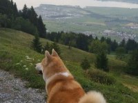 2,5 yaşında erkek japon akita