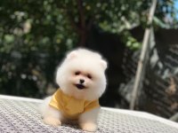 Dişi ve erkek mevcuttur hepsi de safkan pomeranian
