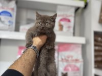 Cinnamon british shorthair bebekler