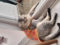 Scottish fold oğlumuza yeni yuva aranıyor