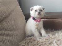3 aylık scottish fold prensesim