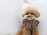 HAVALI POODLE PATİLERİMİZ