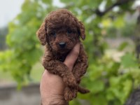 Toy Poodle Yavrular