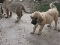 Kaliteli yavru köpekler