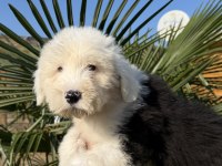 NADİR IRK - BOBTAİL - OLD ENGLİSH SHEEP DOG