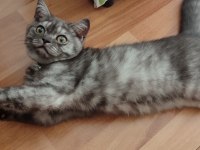 4 aylık british shorthair
