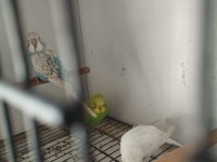 Yeni yeme düşen iri muhabbet kuşlar yavrular