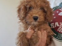 Minyatür poodle yavrular