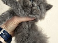 British longhair prens ve prenslerimiz rezerveye açıktır
