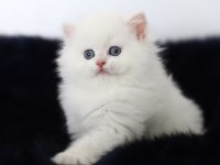 British longhair tostikim
