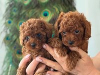 Üst kalite toy poodle yavrularımız