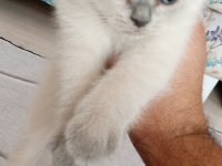 Yavrucaklar ev arıyor british shorthair