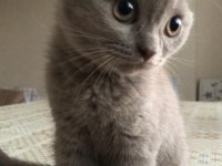 2 AYLIK TATLI VE UYSAL SCOTTİSH FOLD YAVRU KEDİ