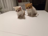 Exotic shorthair 2 aylık erkekler