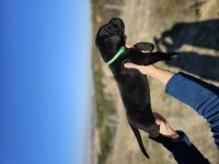 CorsoTürkten Dev Dişi Cane Corso Yavrular