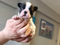 Maskeli Küçük French Bulldog Yeni Ailesini Bekliyor