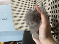 British shorthair 20 günlük