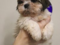 Ev Ortamında Büyüyen Safkan Shih Tzu Yavruları