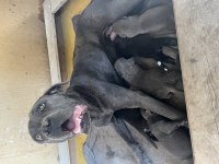 Rezerveye Açık Cane Corso Yavrular