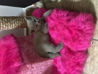 2 buçuk aylık bebiş scottish fold