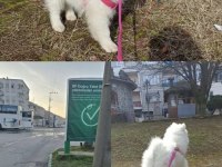 3 AYLIK SAMOYED KIZ