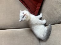 ÇOK GÜZEL SAFKAN YAVRU KEDİLER UYGUN