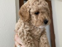 TOY POODLE YAVRULAR BANDIRMA