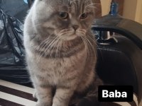 Maviş scottish fold kızlarım