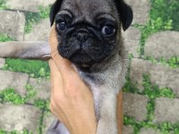 0 Burun Gül Kuyruk Pug Yavrular