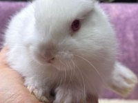 CÜCE NETHERLAND DWARF TAVŞAN YAVRULARIMIZ
