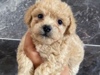 Orjinal maltipoo yavrular
