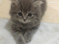 British longhair yavrular