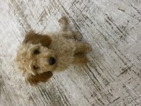 4 aylık dişi toy poodle yavrumuz
