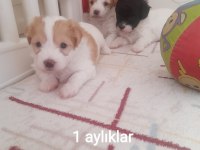 1.5 Aylık terrier yavrular