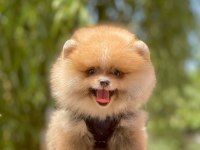 Bizimle Görüşmeden Pomeranian Sahiplenme