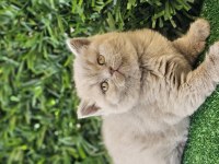 Ayı surat british shorthair kızımız yeni ailesini arıyor