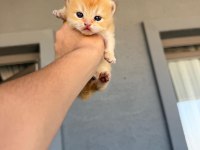 Golden British Shorthair Bebekler