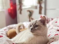 British shorthair kedisi